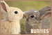  Rabbits and Bunnies: 