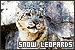  Snow Leopards: 