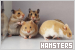  Hamsters: 