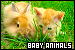  Baby Animals: 