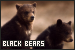  Bears: Black: 