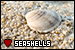  Seashells: 