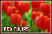  Red Tulips
